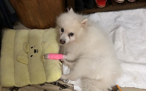 愛情巧克力融你口 新北動保處提供毛寶貝一口都不能有