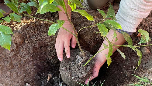 強制險會種樹!台灣保險新創公司一張保單認養一棵原生樹苗