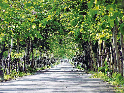 春遊小麥之鄉  中市府相揪騎鐵馬遊大雅