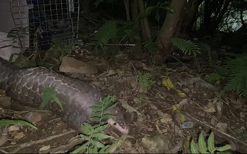 山區惡意戲弄穿山甲2分鐘   新北動保處、保警聯手追查擬開罰