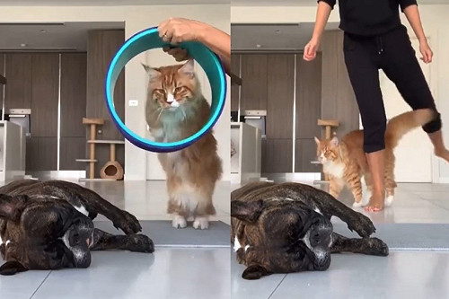 (影)媽教貓咪學指令法鬥卻一旁納涼 網笑：靈魂互換了？