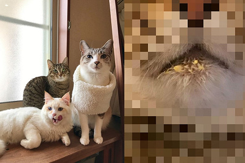 (影)罪證確鑿？主人打蛋液卻被貓「洗碗」 網笑：偷吃沒擦嘴！