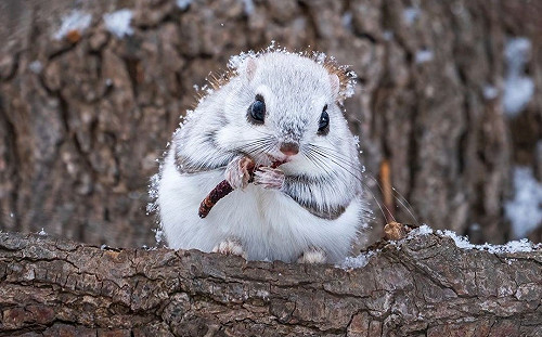 北海道小飛鼠「沐雪覓食」網被仙暈大讚:冬之精靈!