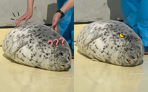 (影)海洋館胖海豹被提醒該「營業賣萌」 竟滾一圈繼續睡:NO!