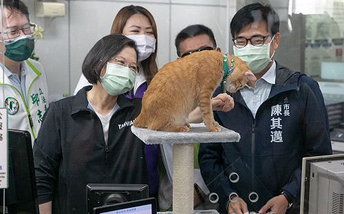 貓vs.戰狼! 美媒讚蔡英文可能是中國最畏懼的女性