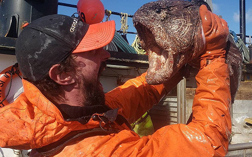 美男捕獲巨嘴獠牙「大海怪」！ 網民笑回：親一下 你就是牠的人了