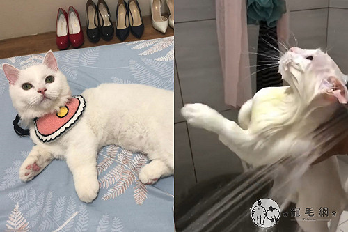 (影)幫貓沖澡竟出現「奇特」反應　網笑：這隻時速60喔！