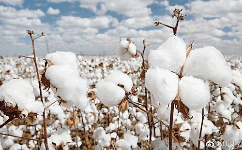 中國發動棉花大戰凸現自身經濟弱點  供應鏈是否移轉台灣勿太樂觀