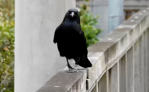 (影)烏鴉欄杆上「走貓步」　扭腰擺臀：只有我最搖擺～