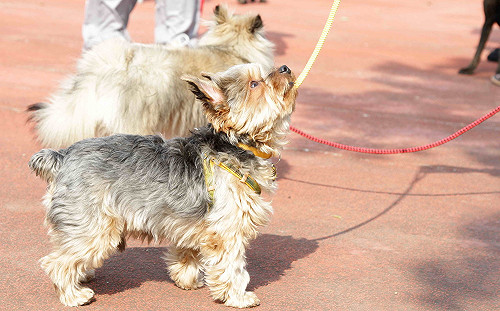 毛寶貝也會染疫？ 荷蘭大學研究顯示：確診者寵物呈陽性反應