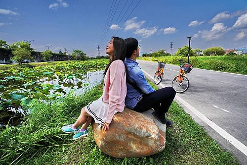 「荷」賽雷！板橋區新月橋下人工濕地早荷綻放