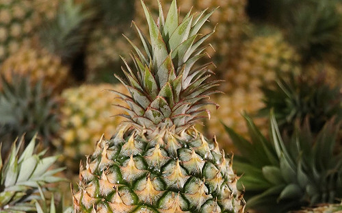 台鳳梨輸澳一顆賣400元？！農委會坦言：比當地鳳梨貴3倍