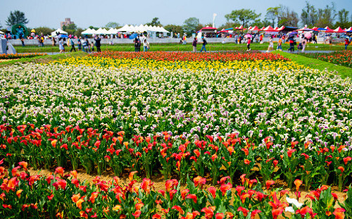 首日吸引10萬人！桃園彩色海芋季6萬株8種顏色絢麗綻放中