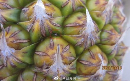 沒移花接木？國台辦秀台灣鳳梨高清無碼害蟲照 反批台灣政治操弄