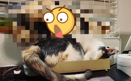 搶不到你也別想好過？三花貓搶無紙盒「直接睡同伴」！