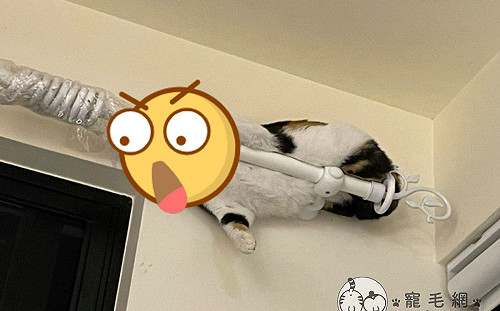 三花貓趴窗簾桿上埋頭睡覺　奴驚：在練「獨門絕技」？