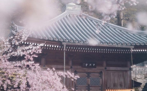 京都櫻花受氣候變遷影響 創1200年來最早盛開紀錄