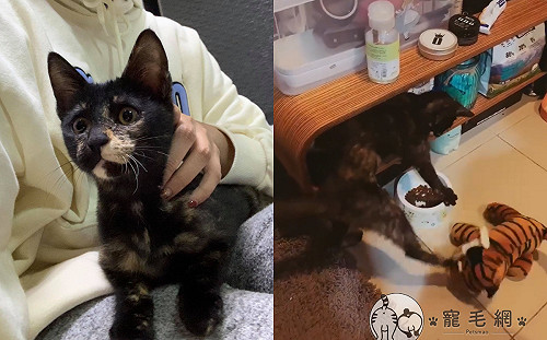 (影)虎娃娃「偷飼料」 貓看見暴怒賞飛踢：竟敢動朕的食物！
