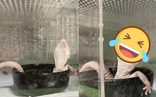 守宮泡澡「頭仰嘴開開」一臉舒服  網笑翻：很懂生活！