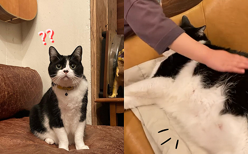 (影)神奇賓士貓看似瘦子　躺下卻長成一片「胖地毯」：角度問題？