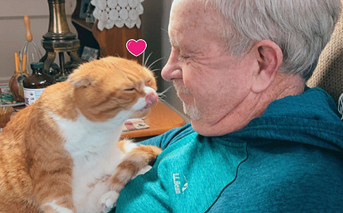 阿公生病貓咪主動當「貼身看護」　撒嬌鼓勵：快好起來喔！