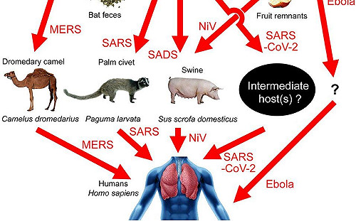 深信武漢實驗室外洩肺炎病毒    潘建志曝真相:找不到中間宿主