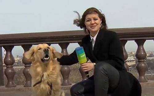 (影) 新聞直播一半被黃金獵犬搶麥 她跑去追回 還帶狗重新Live