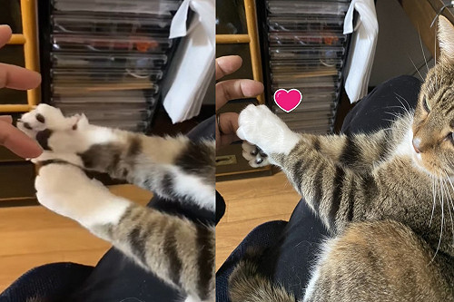 虎斑貓開掌花與奴才「握手」　網：好想排隊！