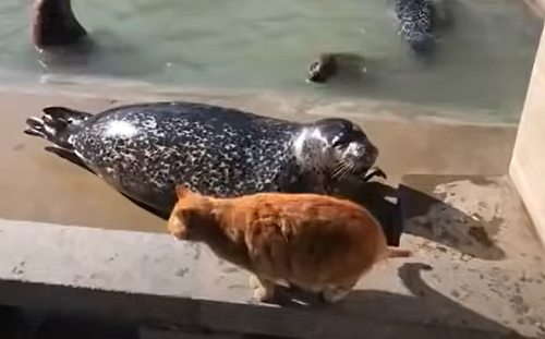 (影)胖海豹遭橘貓打頭！「委屈巴巴」滾回水裡：陸地好可怕～
