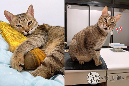驚見貓咪跛腳　緊張送醫檢查結果卻「大爆笑」：太胖了啦！
