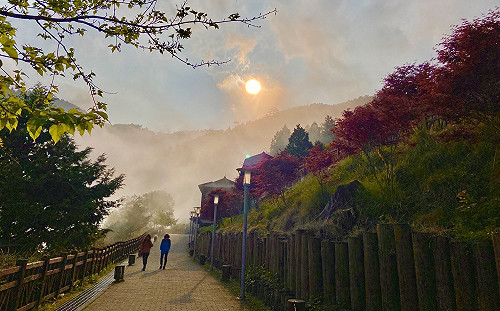 楓紅美景現在就看的到！太平山紫葉槭一路展葉到9月