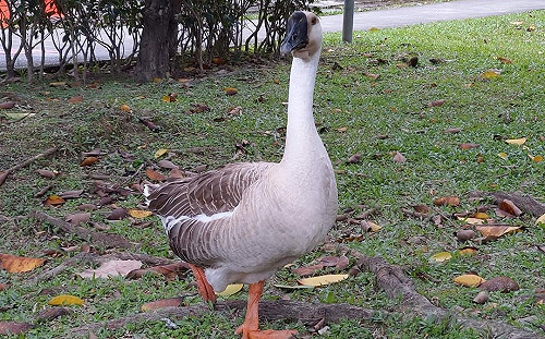 當成自己狩獵場? 台大醉月湖的鵝遭人當場宰殺帶走！校方震驚：已報案