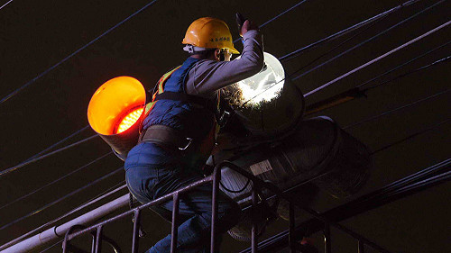 外來八哥竟在號誌燈罩築巢  新北交通局、動保處深夜移巢兼護蛋