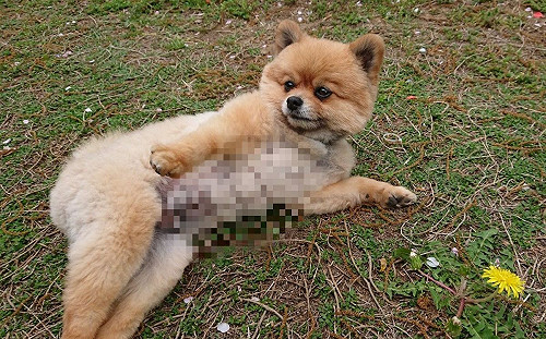 博美躺草地露大腿與翹臀　網一看驚：竟然還有「六塊肌」！