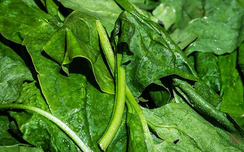 搞清楚再吃更放心！吃菠菜不能去根？「4大禁忌」一次看