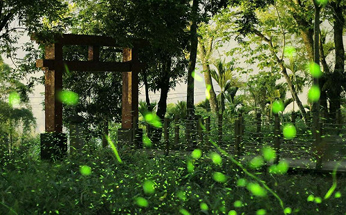 螢火蟲大爆發！高雄那瑪夏4大賞螢步道滿足所有人