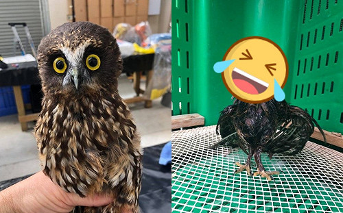 貓頭鷹洗藥浴一沖澡竟「消風走鐘」　網笑：你哪位？