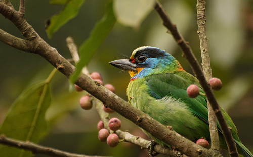 春天生態小旅行！台北內溝溪賞鳥踏青好愜意