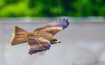 黑鳶候鳥追蹤週年！小茄子4/3啟程北返13天飛1800公里