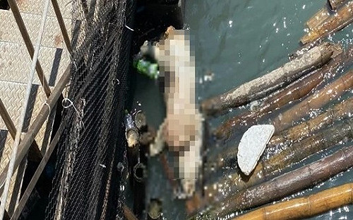 雲林縣大排驚見1死豬！採樣後原地火化：非洲豬瘟呈陰性