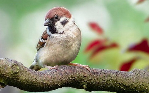 台灣麻雀睡醒變明星！誤搭船飄澳洲爆紅　民眾打爆電話求賞鳥