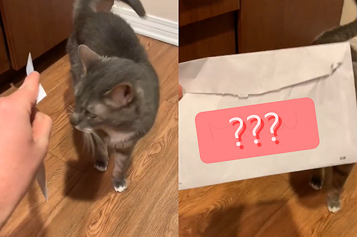 (影)貓皇識字！撇兩眼單字竟「準確念出」 網爆笑配合：好聰明～