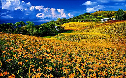 (影)線上賞花超吸睛！花蓮赤科山、六十石山金針花季登場