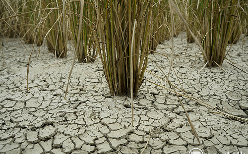 農業用水佔水庫46.5%！農水署：水量豐沛時才會大量引灌