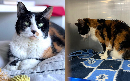 老貓17歲被棄養　窩籠子邊角不敢動：我該何去何從？