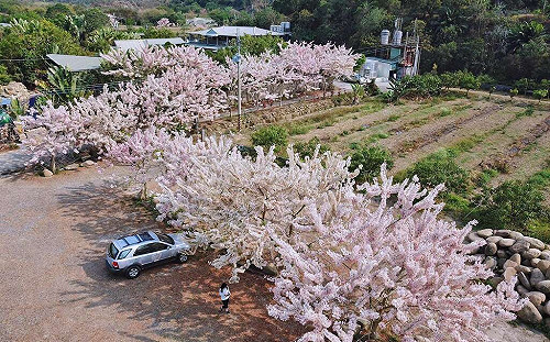 粉紅花旗木大爆發！到台南龜丹溫泉賞花泡湯超療癒