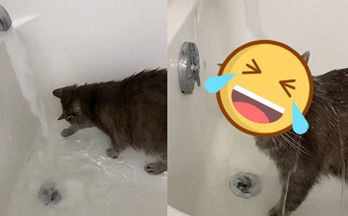 (影)貓星人愛玩水　搶先一步跳進浴缸沖澡：我幫媽試水溫！