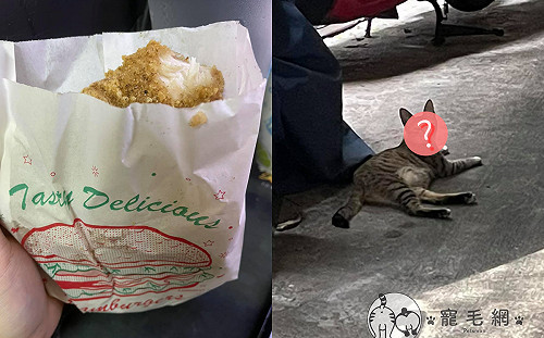 外送雞排被咬！偷吃貓「趾高氣揚」躺路邊：你有證據嗎？