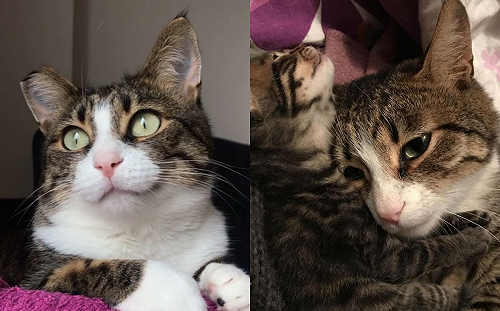 (影)原想中途「浪貓媽媽」　卻被欽點當家人：我只喜歡妳欸！