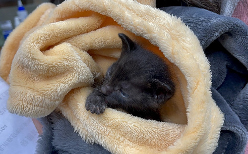 1個月大奶貓嗆奶引發吸入性肺炎 新北動保處快手搶救黑煤球賜彩色新生